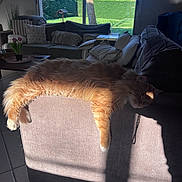 Caramel participe au concours pour gagner de l'argent avec cette photo : cat, orange_cat, fluffy, sleeping, couch, living_room, sunlight, window, pillows, indoor, relaxing, furniture, home, cozy, daylight, greenery, tree, shadow, pet, resting