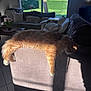 cat, orange_cat, fluffy, sleeping, couch, living_room, sunlight, window, pillows, indoor, relaxing, furniture, home, cozy, daylight, greenery, tree, shadow, pet, resting