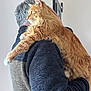 Caramel participe au concours pour gagner de l'argent avec cette photo : cat, person, indoor, orange_cat, fluffy, holding, hugging, warm_clothing, sweater, gray_hair, feline, pet, animal, side_view, close_up, comfort, domestic, long_hair, paw, affection