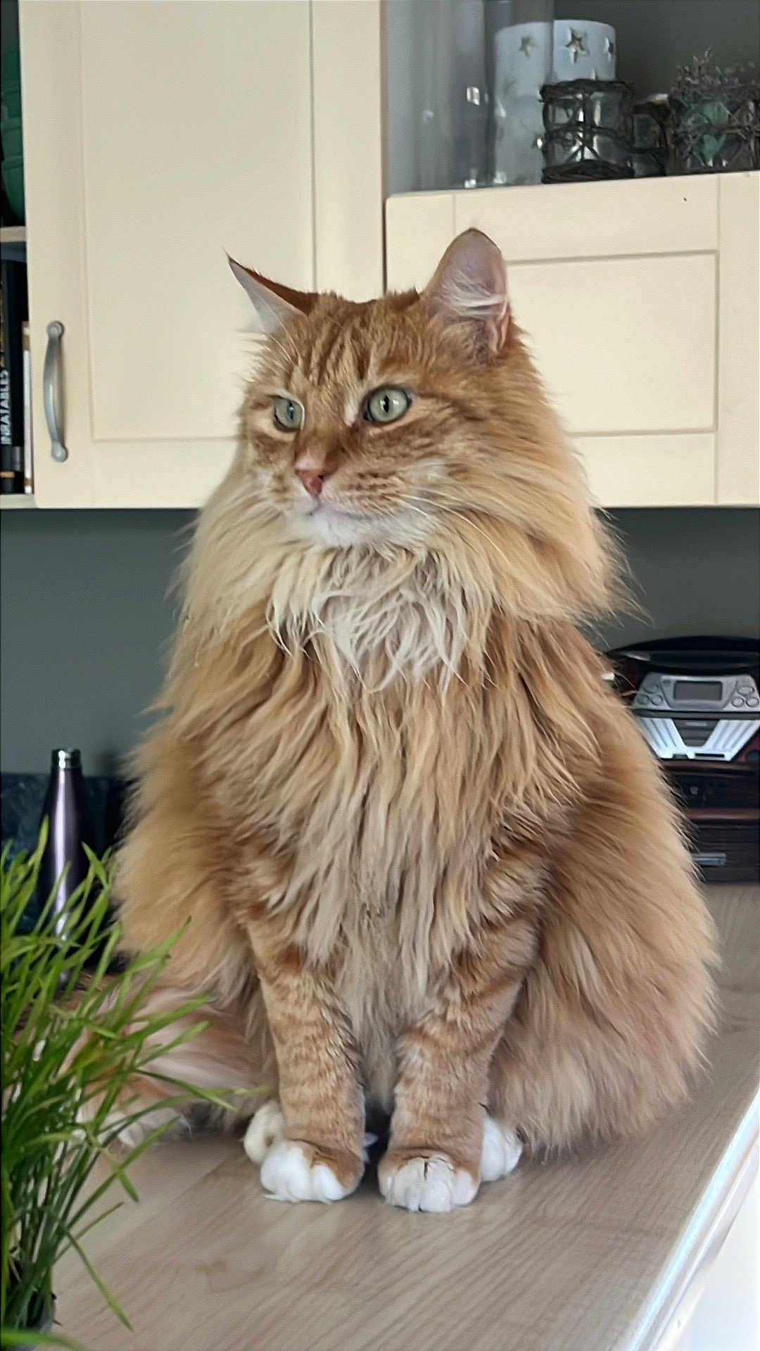 Caramel participe au concours pour gagner de l'argent avec cette photo : cat, orange_tabby, fluffy, long_hair, pet, indoor, kitchen, countertop, plant, feline, domestic_cat, sitting, fur, whiskers, ears, paws, green_eyes, houseplant, cabinet, decor