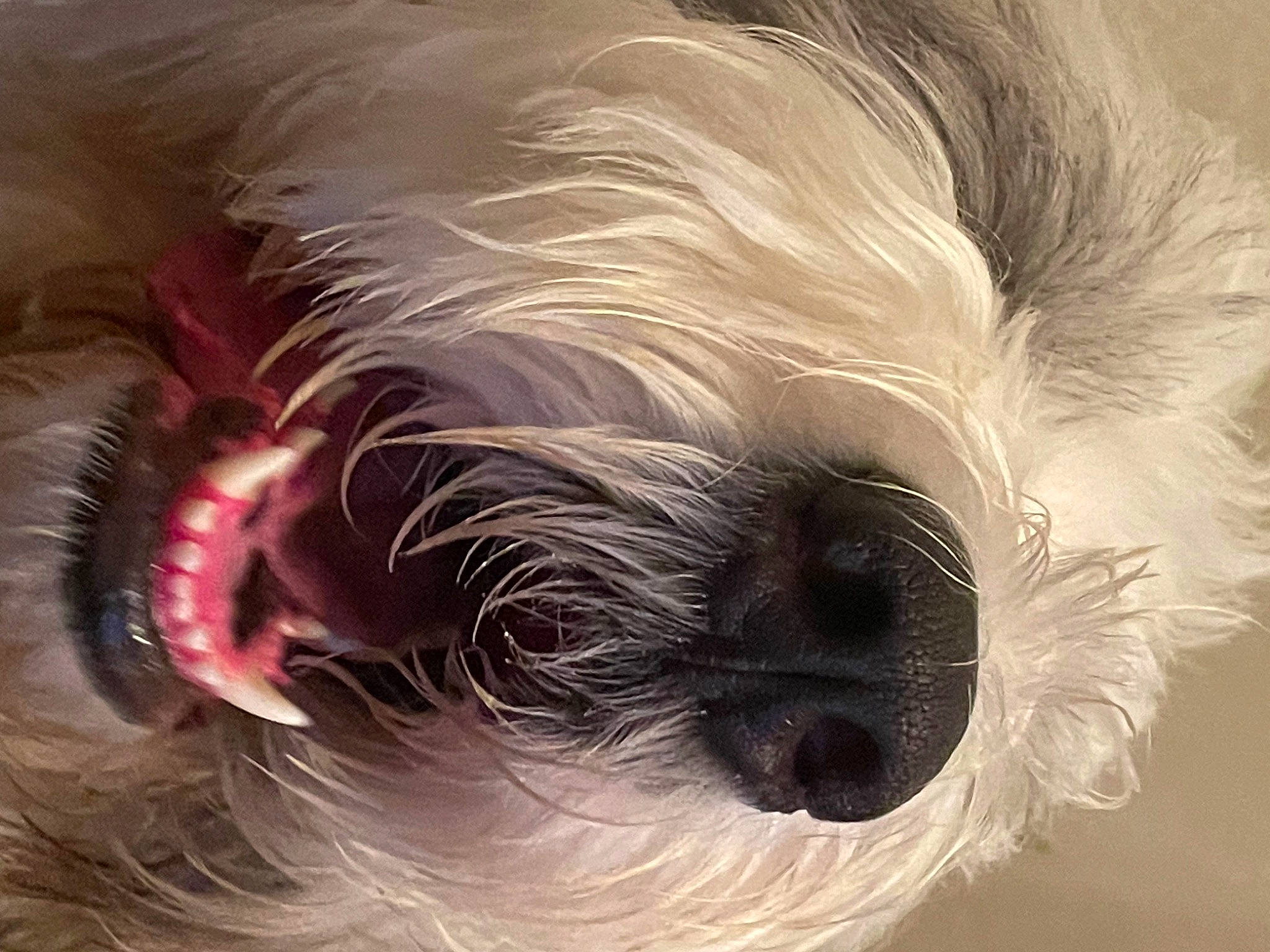 Max is registered to the contest to win money with this photo: carnivore, companion_dog, dog, dog_breed, dog_supply, ear, eye, eyelash, eyewear, fawn, head, helmet, liver, small_terrier, snout, sporting_group, terrier, toy_dog, whiskers, working_animal