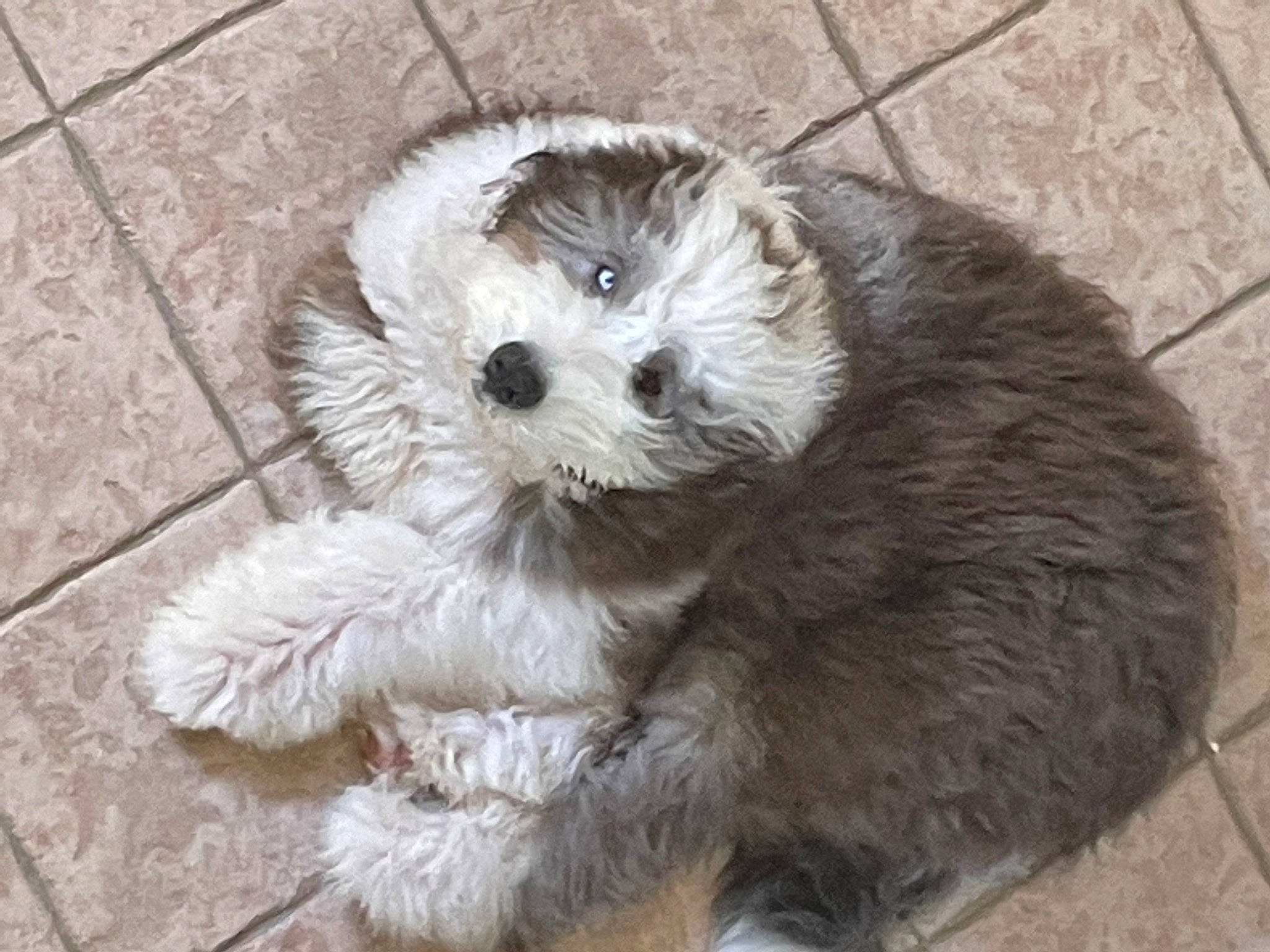 Max is registered to the contest to win money with this photo: canidae, carnivore, companion_dog, dog, dog_breed, fur, maltepoo, mustelidae, paw, small_terrier, snout, sporting_group, tail, terrestrial_animal, terrier, tire, toy_dog, wheel, whiskers, working_animal