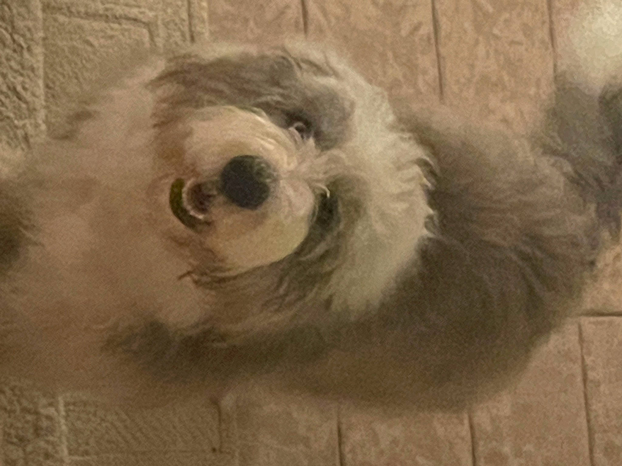 Max joined the competition — help win amazing prizes! art, canidae, carnivore, circle, companion_dog, dog, dog_breed, flooring, fur, grey, helmet, liver, snout, sporting_group, tail, toy_dog, visual_arts, whiskers, wood, working_animal