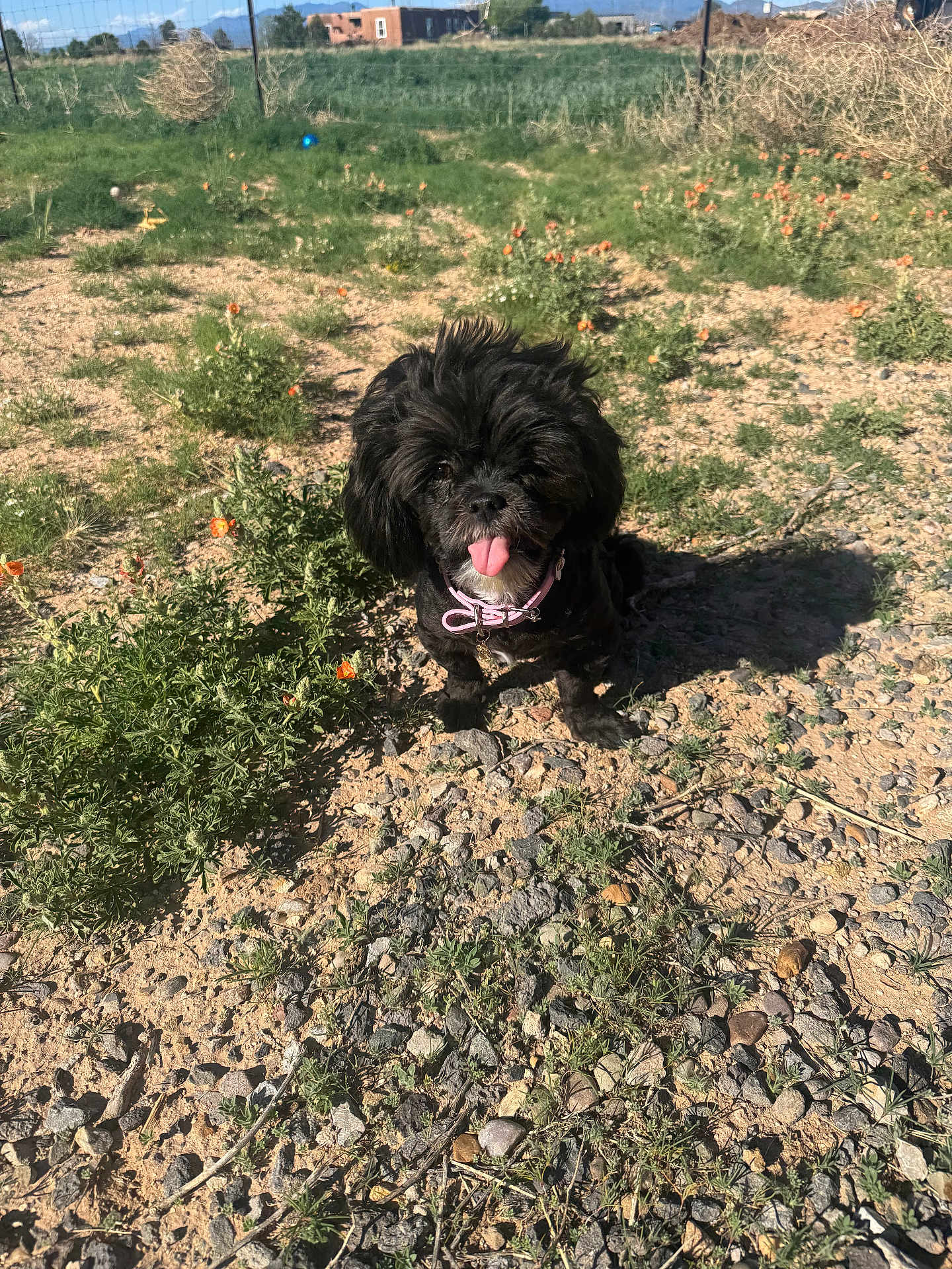 Tiwi