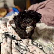 Tiwi joined the competition — help win amazing prizes! dog, black_dog, white_fur, pet, cute, blanket, indoor, cozy, portrait, small_dog, fur, animal, companion, looking_up, soft_light, domestic, cute_expression, cozy_blanket, indoors, curious