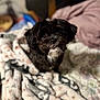 dog, black_dog, white_fur, pet, cute, blanket, indoor, cozy, portrait, small_dog, fur, animal, companion, looking_up, soft_light, domestic, cute_expression, cozy_blanket, indoors, curious