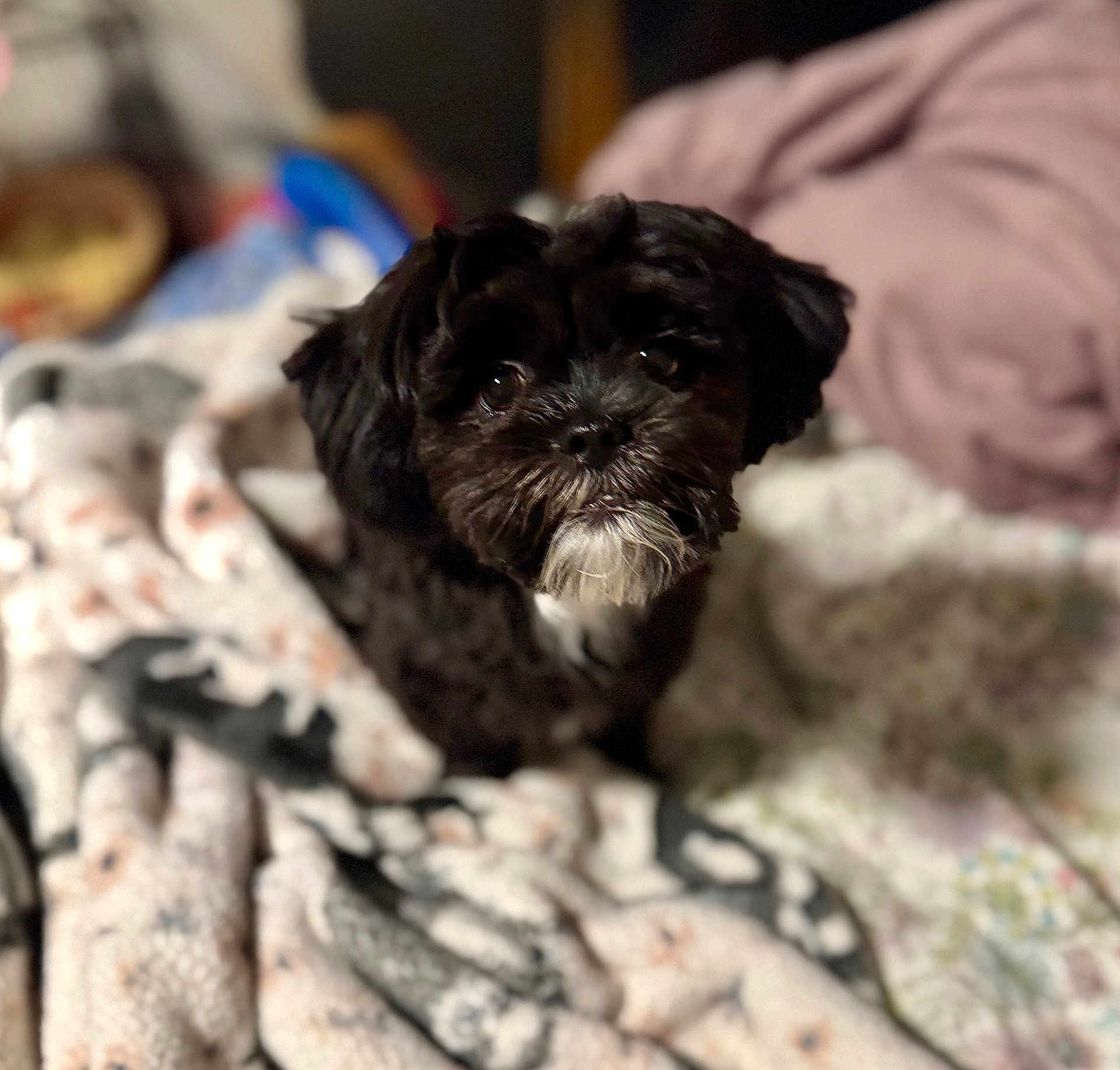 Tiwi