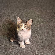 Smokey joined the competition — help win amazing prizes! cat, kitten, pet, animal, furry, curious, indoor, carpet, small, cute, whiskers, ears, tail, paws, fur, domestic, young, alert, adorable, sitting