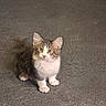 cat, kitten, pet, animal, furry, curious, indoor, carpet, small, cute, whiskers, ears, tail, paws, fur, domestic, young, alert, adorable, sitting