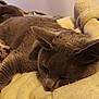 Tina participe au concours pour gagner de l'argent avec cette photo : cat, gray_cat, sleeping, napping, cozy, soft_blanket, indoor, pet, feline, fur, ears, close_up, relaxation, warm_lighting, rest, cute, animal, domestic_animal, quiet, peaceful