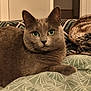 cat, gray_cat, green_eyes, pet, indoor, bed, blanket, pattern, fur, animal, cute, relaxed, resting, cozy, feline, looking_at_camera, whiskers, ears, paw, domestic_animal