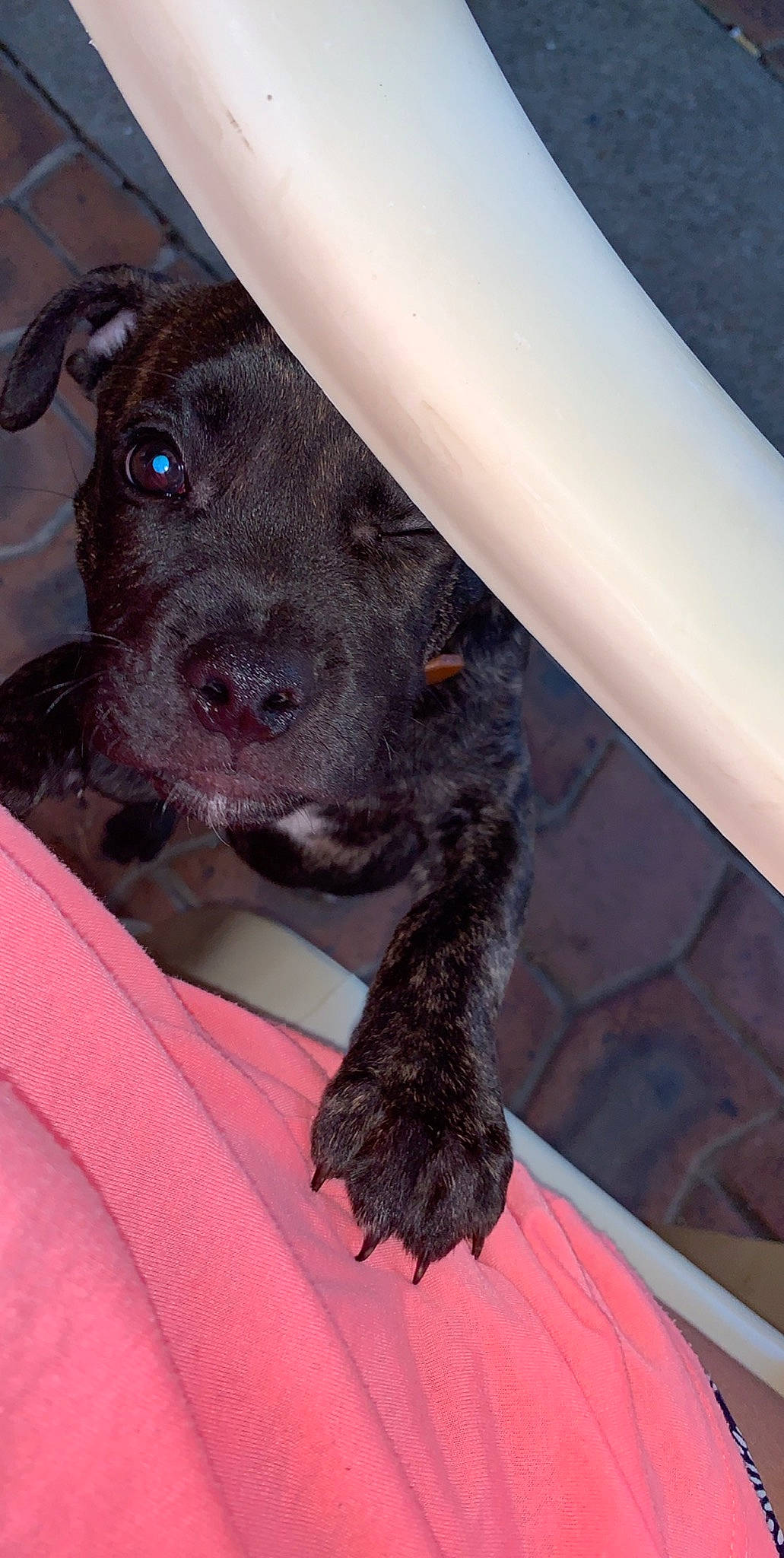 Bundy is registered to the contest to win money with this photo: canidae, carnivore, dog, dog_breed, mammal, non_sporting_group, puppy, snout, sporting_group