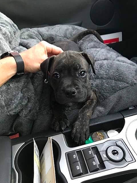 Bundy is registered to the contest to win money with this photo: american_pit_bull_terrier, cane_corso, canidae, carnivore, companion_dog, dog, dog_breed, fawn, molosser, non_sporting_group, puppy, snout, sporting_group, staffordshire_bull_terrier