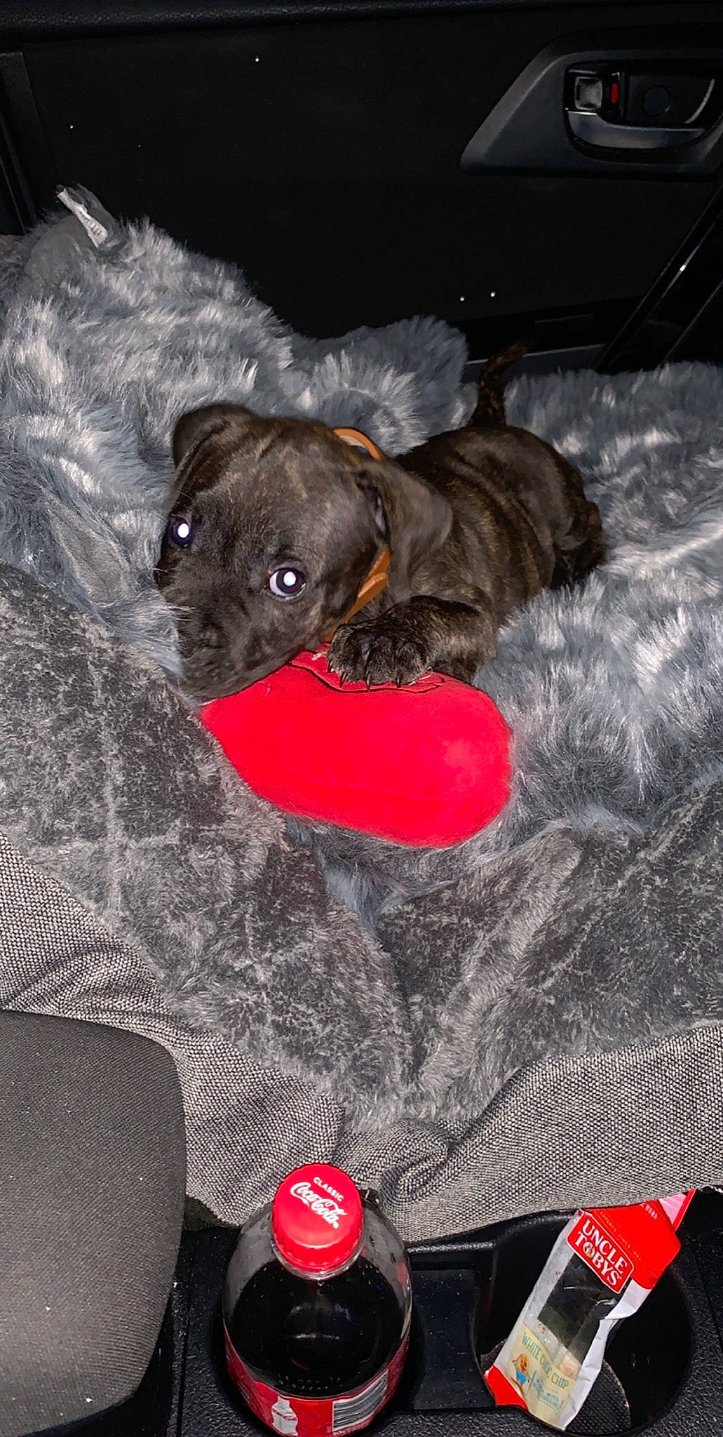 Bundy is registered to the contest to win money with this photo: bulldog, canidae, carnivore, companion_dog, dog, dog_breed, fawn, french_bulldog, mammal, non_sporting_group, puppy, staffordshire_bull_terrier