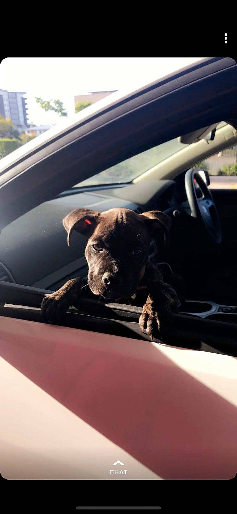Bundy is registered to the contest to win money with this photo: auto_part, automotive_exterior, automotive_window_part, canidae, car, car_seat, car_seat_cover, carnivore, dog, dog_breed, driving, glass, sporting_group, vehicle, vehicle_door, window, windscreen_wiper, windshield