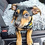 puppy, dog, car_interior, center_console, cup_holder, floppy_ears, black_and_tan, seatbelt, seat, collar, curious, pet, animal, closeup, cushion, furry, young_dog, indoor, transportation, companion