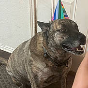 Bear is registered to the contest to win money with this photo: dog, brindle, party_hat, indoor, carpet, door, pet, canine, collar, celebration, happy, smiling, sitting, animal, fur, muzzle, ears, tongue, floor, house