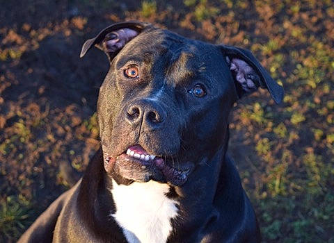 Tyron participe au concours pour gagner de l'argent avec cette photo : canidae, carnivore, collar, companion_dog, dog, dog_breed, dog_collar, electric_blue, fawn, flash_photography, grass, guard_dog, molosser, plant, snout, sporting_group, terrestrial_animal, whiskers, working_animal, working_dog