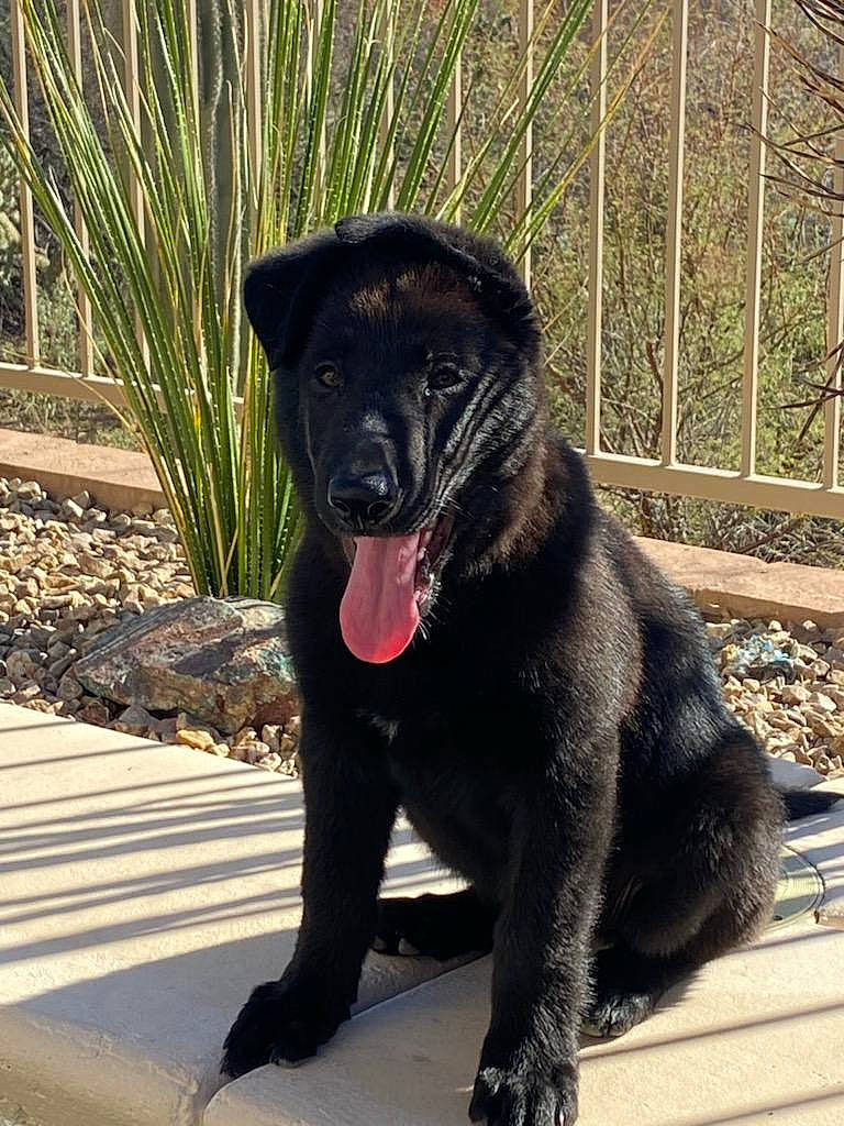 Sky joined the competition — help win amazing prizes! borador, canidae, carnivore, collar, companion_dog, dog, dog_breed, dog_collar, fence, grass, gun_dog, leash, pet_supply, plant, snout, sporting_group, street_dog, tail, terrestrial_animal, working_animal