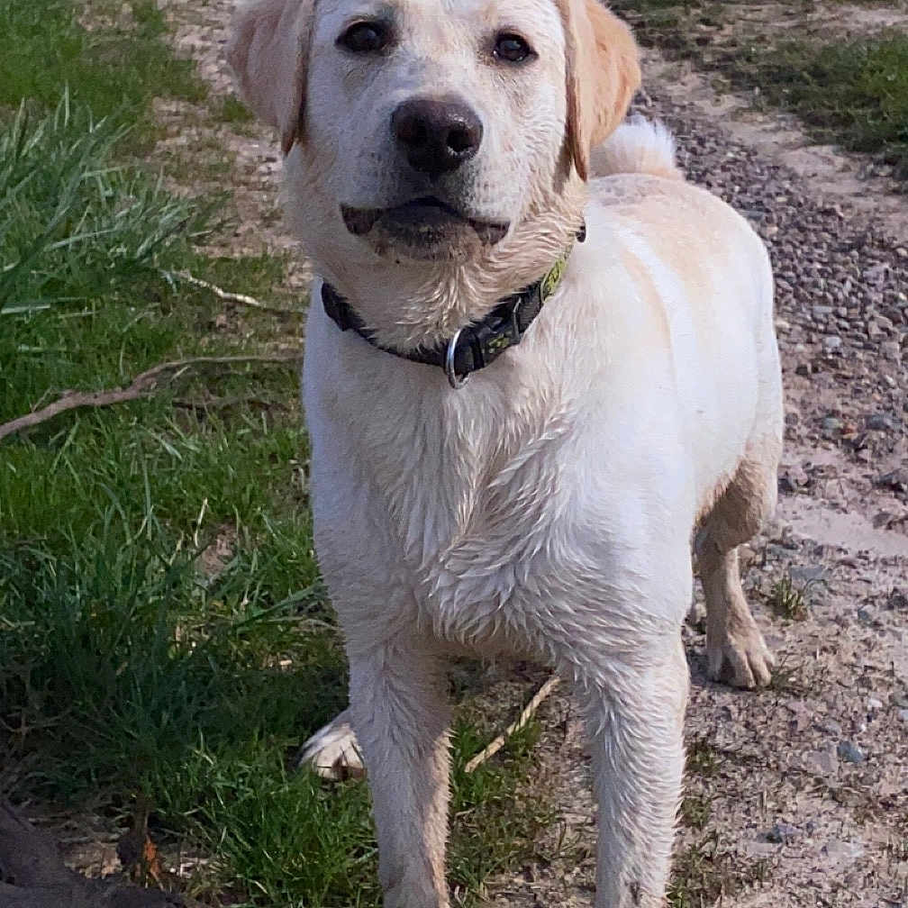 Lilith a rejoint le concours — aidez-le/la à gagner de superbes lots ! accessories, animal, canine, dog, goldenretriever, grass, hound, labradorretriever, nature, outdoors, path, pet, plant, puppy, soil, strap, trail, tree, whitedog, wood