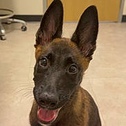 Annaux is registered to the contest to win money with this photo: dog, puppy, sitting, indoor, tile_floor, brown_fur, black_fur, happy, ears, mouth_open, tongue_out, door, chair, floor, pet, animal, cute, looking_up, young, canine