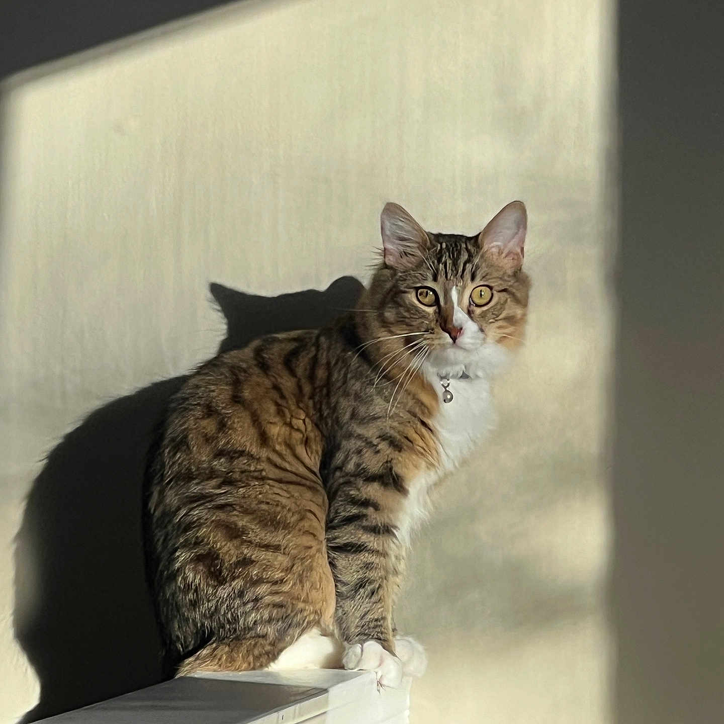 Chapo is registered to the contest to win money with this photo: abyssinian, angora, animal, architecture, building, cat, egyptiancat, kitten, manx, pet, wall, window
