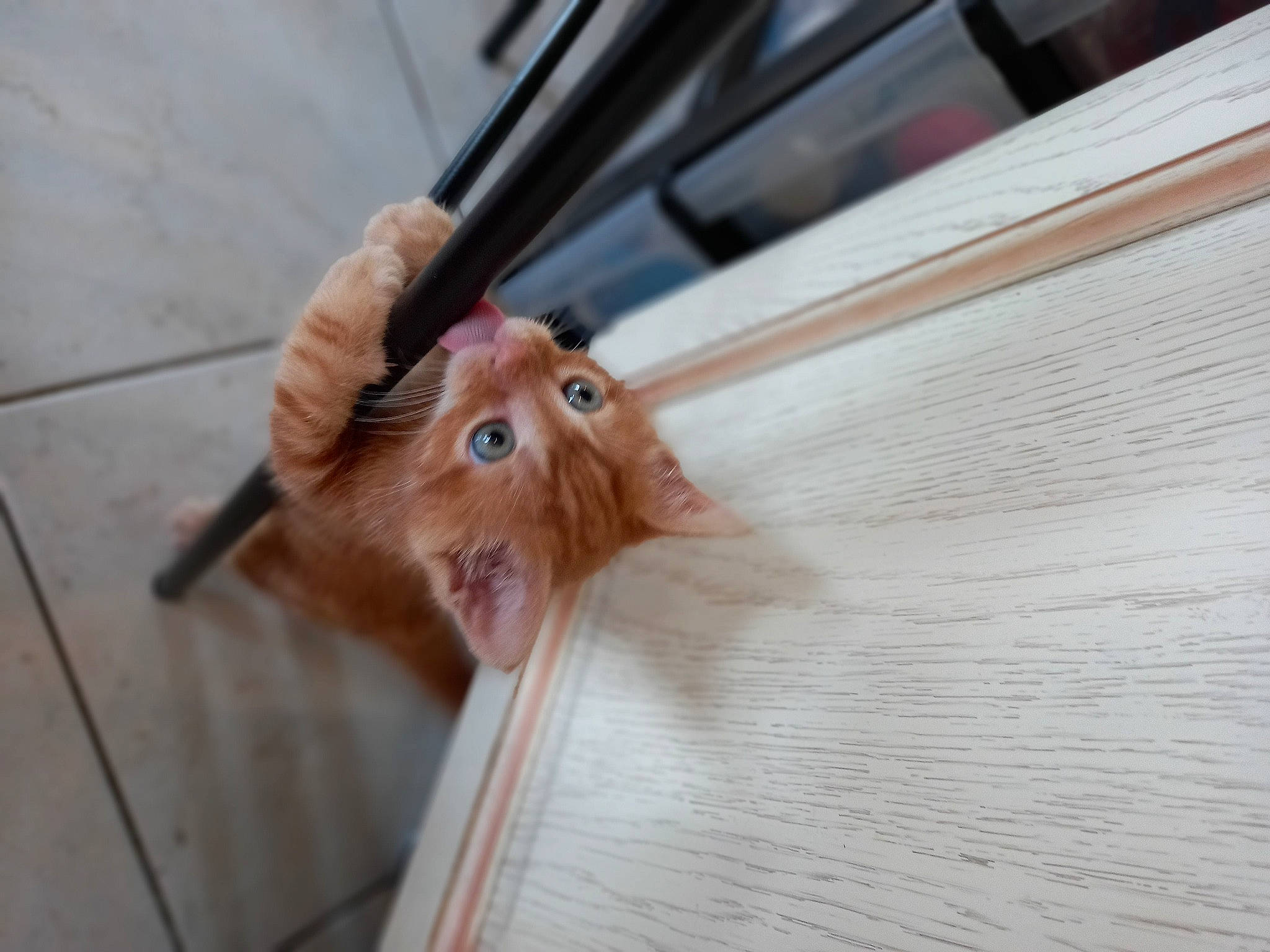 Safran a rejoint le concours — aidez-le/la à gagner de superbes lots ! canidae, carnivore, cat, claw, companion_dog, dog_breed, door, fawn, felidae, flooring, fur, hardwood, liver, small_to_medium_sized_cats, snout, sporting_group, tail, whiskers, window, wood