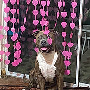 Rugger joined the competition — help win amazing prizes! dog, indoor, heart_decorations, glass_door, brown_dog, white_paws, white_chest, hanging_hearts, decorations, floor_rug, pet, animal, sitting, playful, happy, tongue_out, home, furniture, door, cute