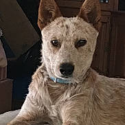 Scar joined the competition — help win amazing prizes! animal, calm, canine, cardboard_box, collar, companion, dog, domestic_animal, ears, furniture, home, indoor, looking_at_camera, lying_down, pet, portrait, relaxed, resting, speckled_fur, wooden_cabinet