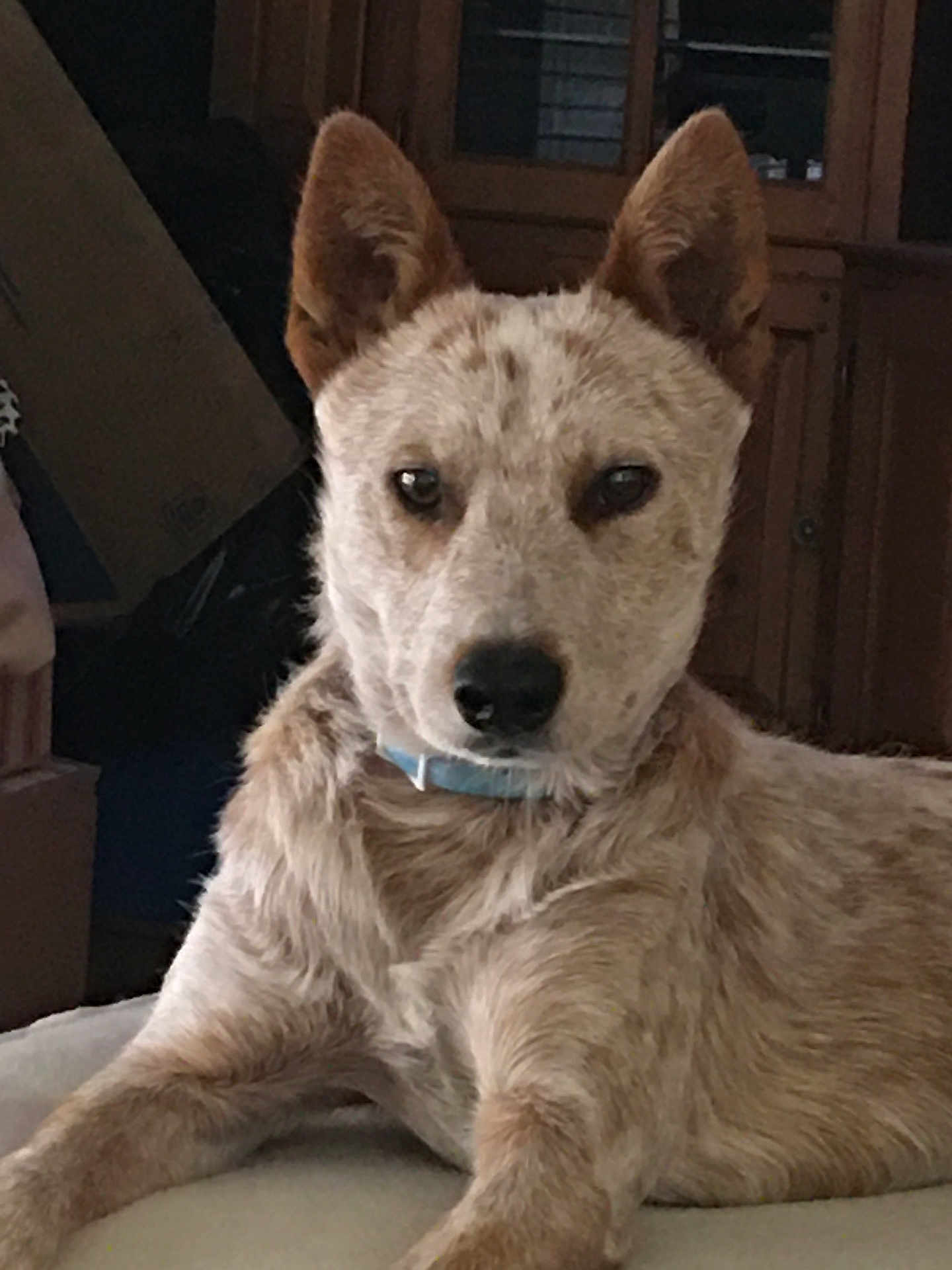Scar joined the competition — help win amazing prizes! animal, calm, canine, cardboard_box, collar, companion, dog, domestic_animal, ears, furniture, home, indoor, looking_at_camera, lying_down, pet, portrait, relaxed, resting, speckled_fur, wooden_cabinet