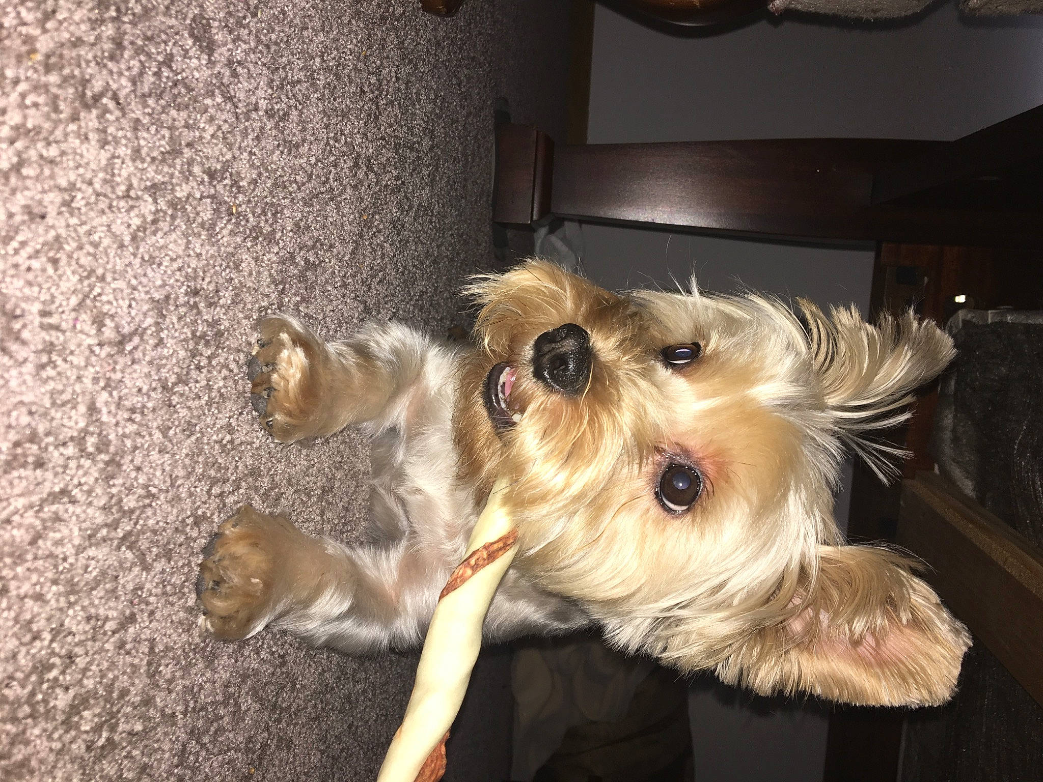 Lily is registered to the contest to win money with this photo: biewer_terrier, canidae, carnivore, companion_dog, dog, dog_breed, dog_supply, event, fawn, flooring, fur, lamp, picture_frame, small_terrier, snout, sporting_group, terrier, toy_dog, wood, working_animal