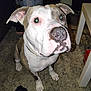 dog, pitbull, pet, indoor, carpet, rug, table, paws, nose, whiskers, fur, collar, closeup, looking_up, flash, green_eye_reflection, ears, sitting, sneakers, living_room