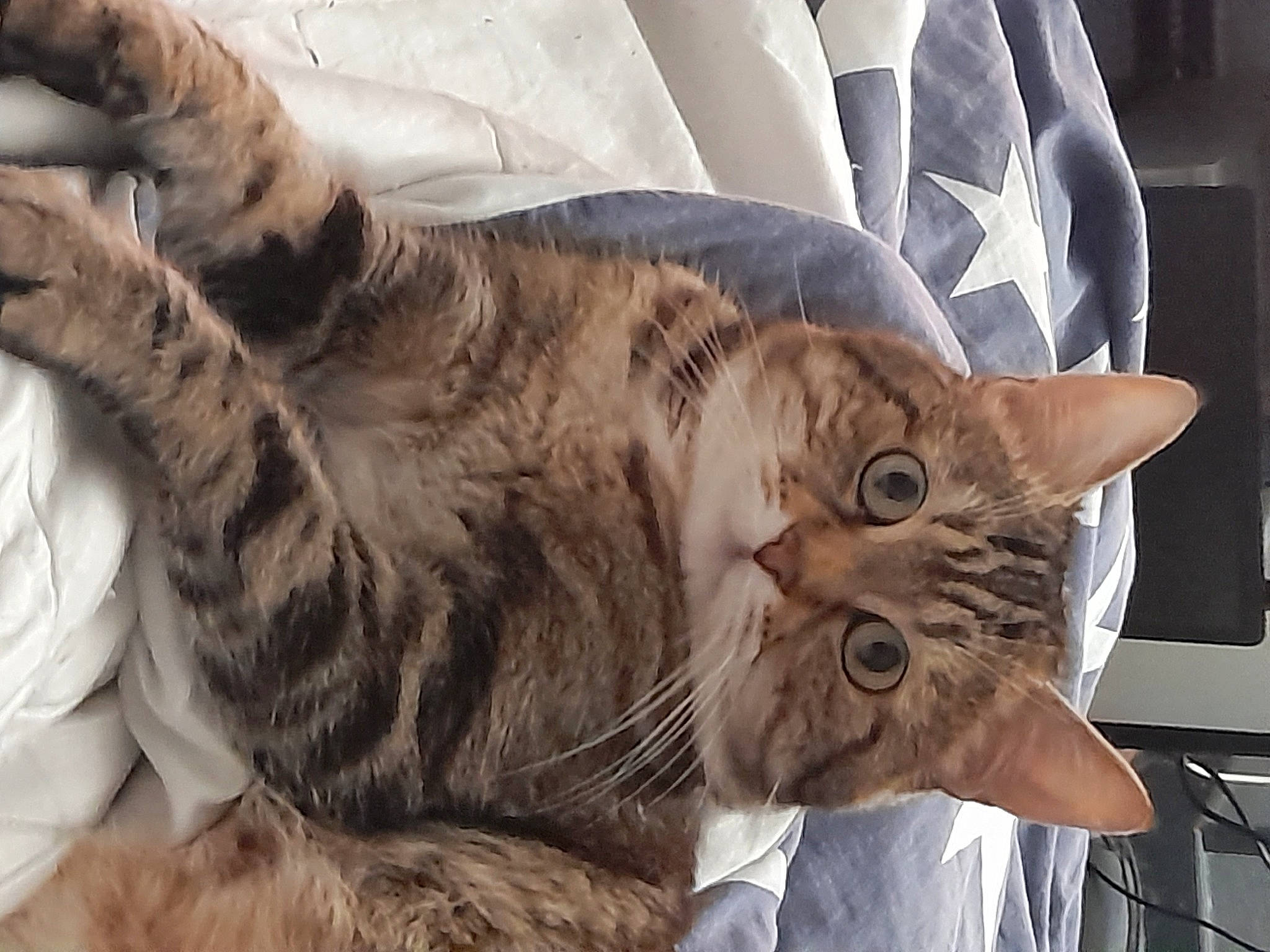 Tiny participe au concours pour gagner de l'argent avec cette photo : carnivore, cat, claw, comfort, domestic_short_haired_cat, ear, felidae, fur, gesture, nap, paw, small_to_medium_sized_cats, snout, tail, terrestrial_animal, whiskers