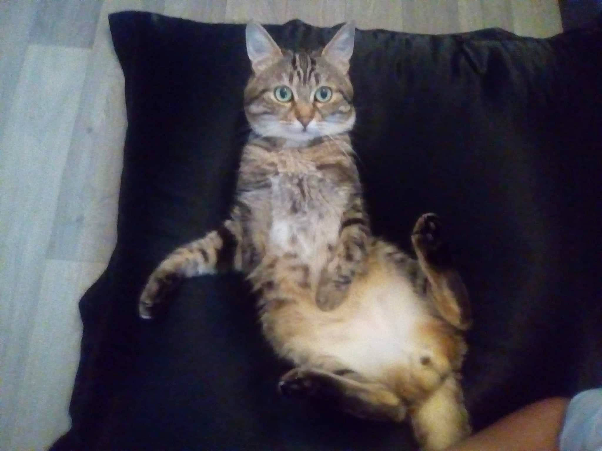 Tiny a rejoint le concours — aidez-le/la à gagner de superbes lots ! bed, carnivore, cat, claw, comfort, couch, domestic_short_haired_cat, door, felidae, fur, paw, pillow, sitting, small_to_medium_sized_cats, snout, tail, terrestrial_animal, whiskers