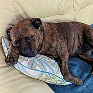 Tiger a rejoint le concours — aidez-le/la à gagner de superbes lots ! dog, brindle, sleeping, couch, pillow, blanket, indoor, resting, pet, cozy, canine, fur, animal, living_room, comfort, relaxation, home, domestic, nap, furniture