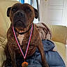 Tiger a rejoint le concours — aidez-le/la à gagner de superbes lots ! dog, brindle, medal, collar, couch, blanket, indoor, pet, animal, fur, ears, nose, sitting, award, blue_blanket, yellow_couch, door, window, home, comfortable