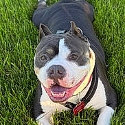 Winston Wellington joined the competition — help win amazing prizes! dog, smiling, outdoor, grass, pet, canine, happy, lying_down, collar, tag, black_and_white, sunlight, nature, muzzle, ears, fur, animal, playful, friendly, closeup
