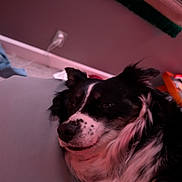 Sugar joined the competition — help win amazing prizes! dog, black_and_white, sleeping, close_up, indoor, pet, fur, relaxed, couch, wall, electrical_outlet, soft_light, pink_tint, household, animal, muzzle, ear, nose, comfort, resting