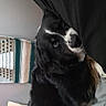 Sugar is registered to the contest to win money with this photo: dog, black_and_white, peeking, fabric, cozy, indoor, pet, fur, eye, shy, textile, woven, paper_bag, home, resting, animal, cute, companion, relaxed, background