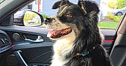 Sugar is registered to the contest to win money with this photo: dog, car_interior, passenger_seat, black_and_white, fluffy, tongue_out, window, side_mirror, house, daylight, collar, pet, animal, sitting, looking_out, modern_car, seat, door_handle, greenery, happy