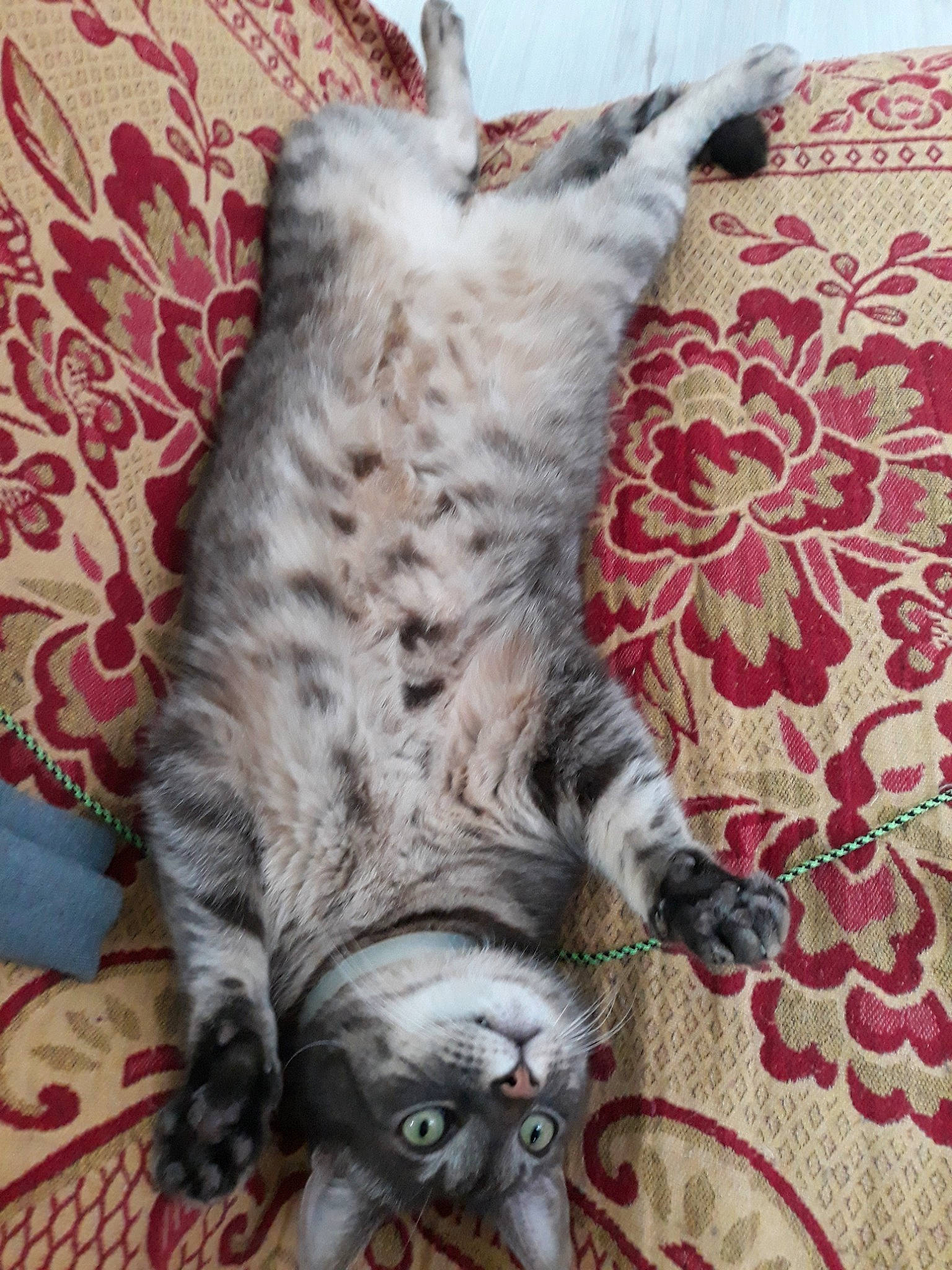 Gimli participe au concours pour gagner de l'argent avec cette photo : american_bobtail, british_longhair, british_shorthair, carnivore, cat, dragon_li, egyptian_mau, european_shorthair, felidae, fur, kitten, kurilian_bobtail, mammal, pixie_bob, siberian, small_to_medium_sized_cats, tabby_cat, tail, vertebrate, whiskers