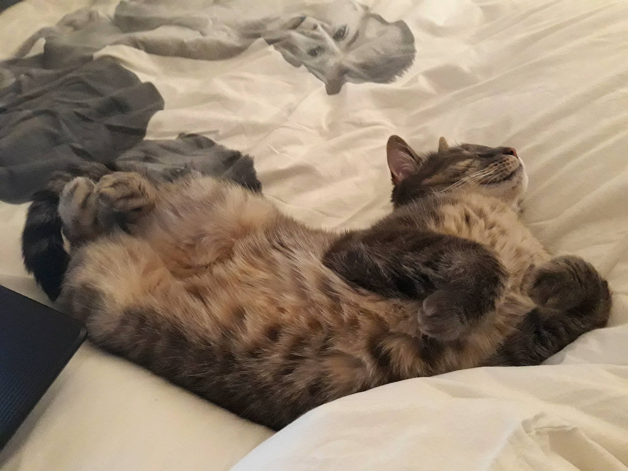 Gimli a rejoint le concours — aidez-le/la à gagner de superbes lots ! american_shorthair, canidae, carnivore, cat, dragon_li, ear, egyptian_mau, european_shorthair, felidae, fur, furniture, kitten, nap, sleep, small_to_medium_sized_cats, tabby_cat, whiskers