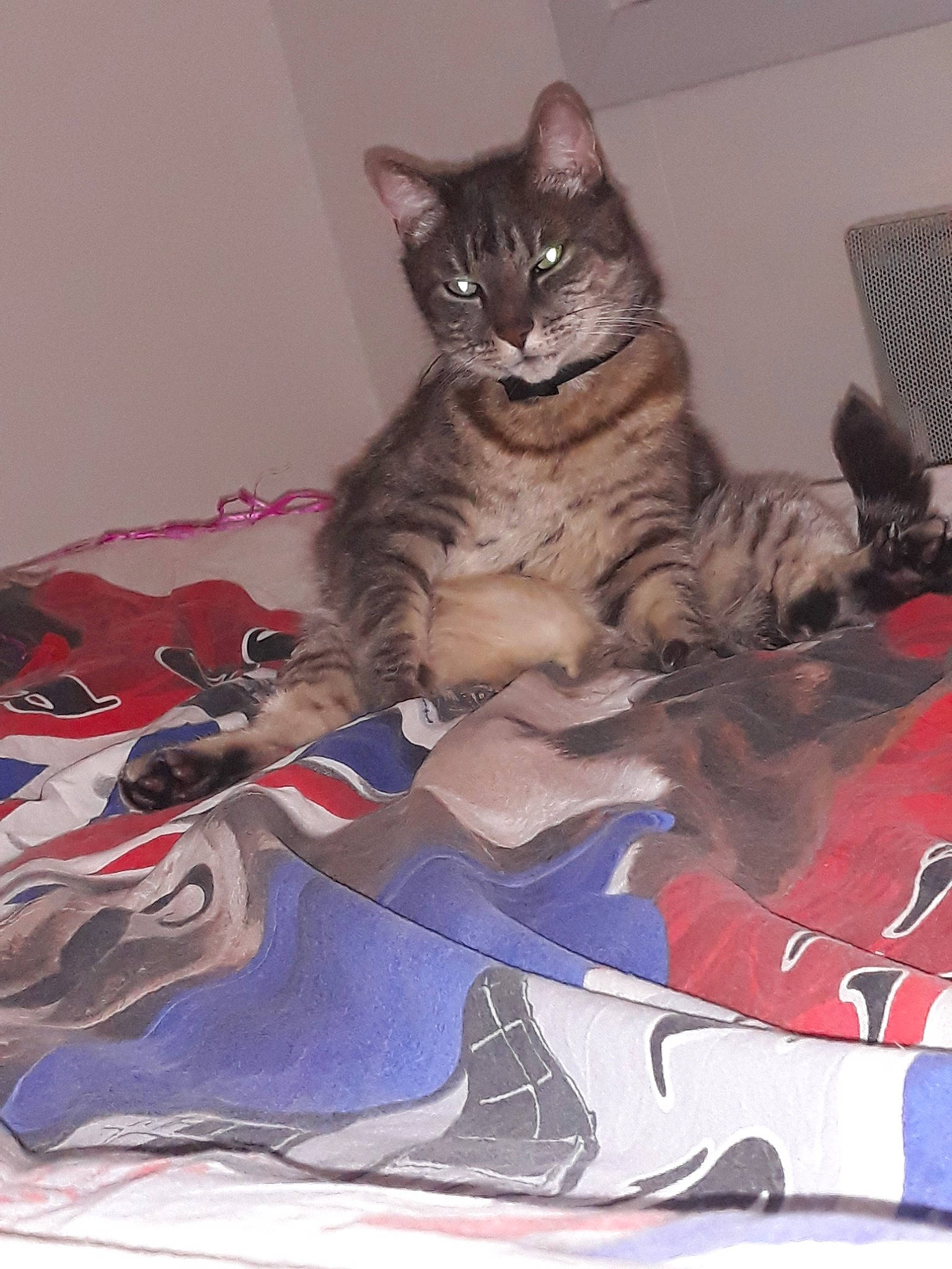 Gimli a rejoint le concours — aidez-le/la à gagner de superbes lots ! american_shorthair, asian, california_spangled, carnivore, cat, domestic_short_haired_cat, dragon_li, european_shorthair, fawn, felidae, kitten, mammal, small_to_medium_sized_cats, tabby_cat, tail, whiskers