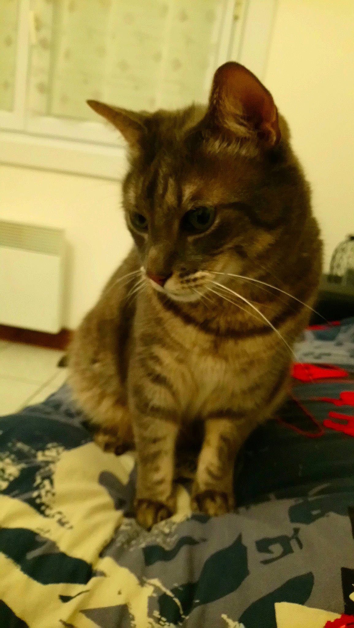 Gimli a rejoint le concours — aidez-le/la à gagner de superbes lots ! american_bobtail, american_shorthair, asian, australian_mist, california_spangled, carnivore, cat, domestic_short_haired_cat, dragon_li, european_shorthair, felidae, german_rex, kitten, mammal, pixie_bob, small_to_medium_sized_cats, snout, tabby_cat, vertebrate, whiskers