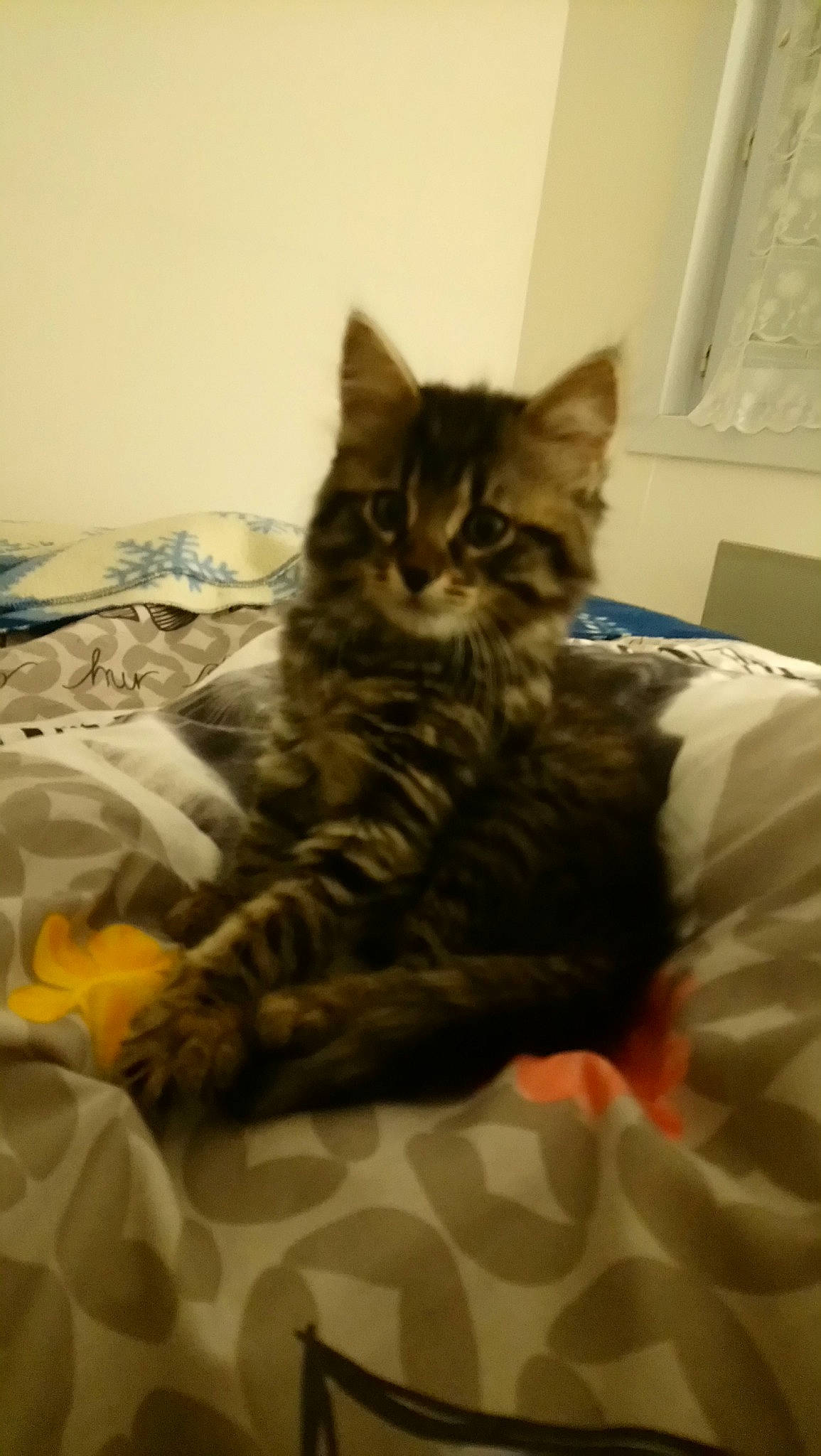 Cooky a rejoint le concours — aidez-le/la à gagner de superbes lots ! american_shorthair, asian, bed, carnivore, cat, domestic_long_haired_cat, domestic_short_haired_cat, dragon_li, european_shorthair, felidae, fur, kitten, maine_coon, norwegian_forest_cat, pixie_bob, siberian, small_to_medium_sized_cats, tabby_cat, whiskers