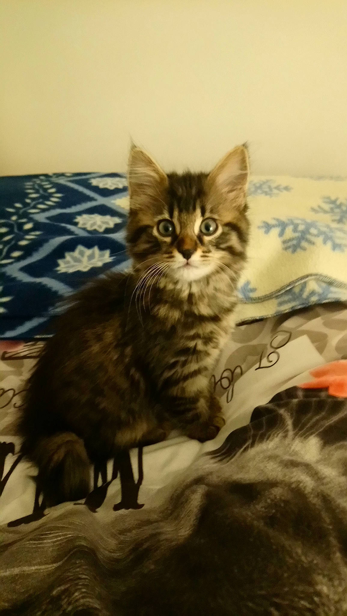 Cooky participe au concours pour gagner de l'argent avec cette photo : asian, california_spangled, carnivore, cat, domestic_long_haired_cat, domestic_short_haired_cat, dragon_li, european_shorthair, felidae, kitten, maine_coon, mammal, norwegian_forest_cat, pixie_bob, siberian, small_to_medium_sized_cats, tabby_cat, toyger, vertebrate, whiskers