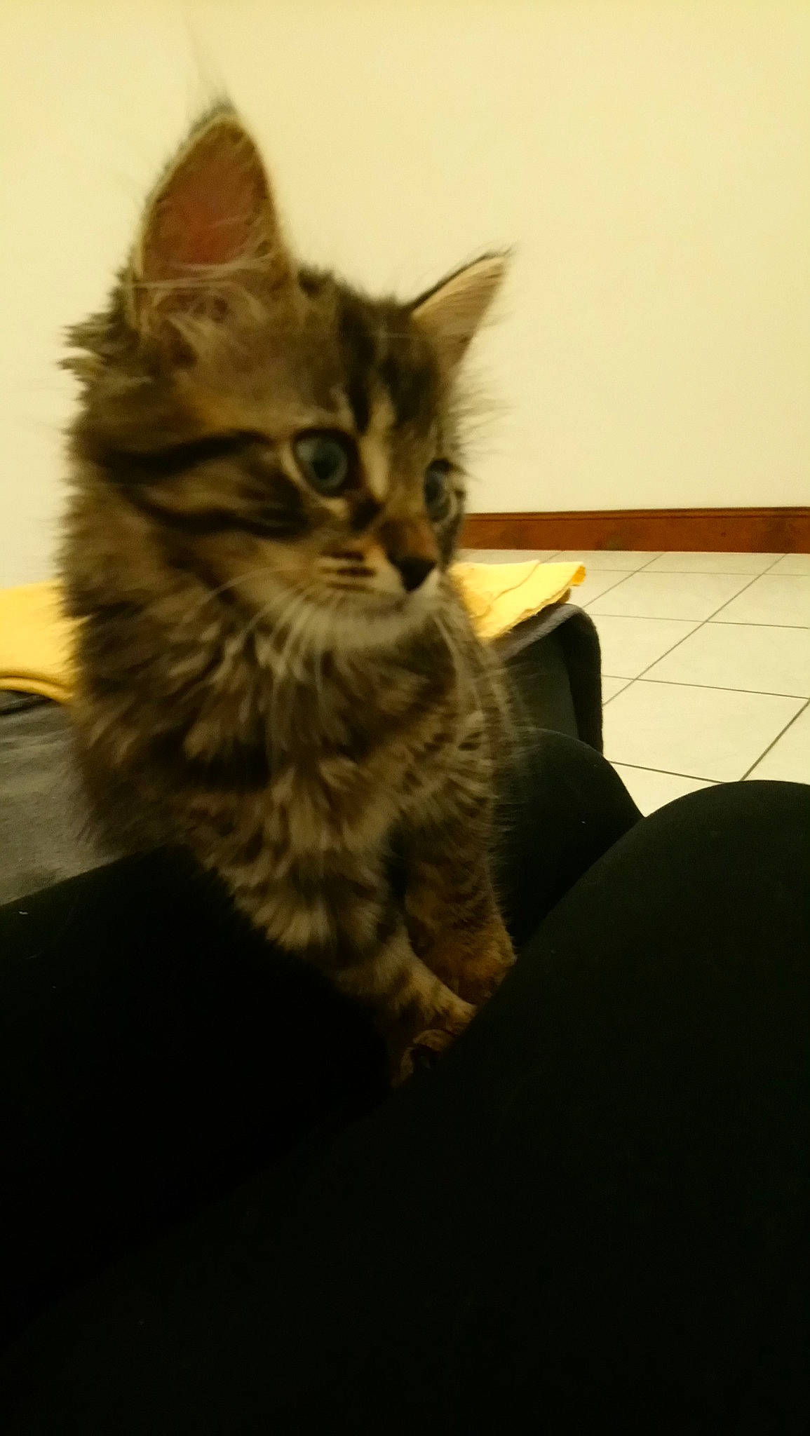 Cooky participe au concours pour gagner de l'argent avec cette photo : asian, british_semi_longhair, carnivore, cat, domestic_long_haired_cat, domestic_short_haired_cat, dragon_li, european_shorthair, felidae, fur, kitten, maine_coon, mammal, norwegian_forest_cat, pixie_bob, siberian, small_to_medium_sized_cats, tabby_cat, vertebrate, whiskers