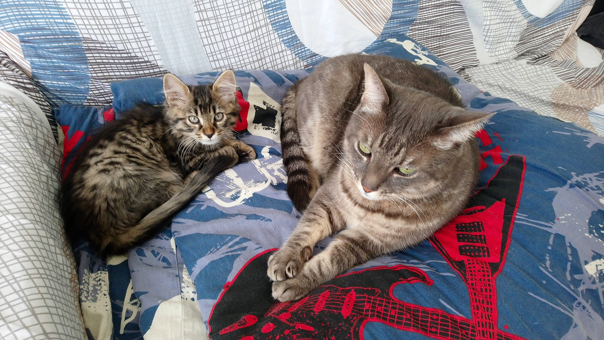 Cooky participe au concours pour gagner de l'argent avec cette photo : american_shorthair, asian, australian_mist, california_spangled, carnivore, cat, domestic_short_haired_cat, dragon_li, egyptian_mau, european_shorthair, felidae, kitten, mammal, ocicat, pixie_bob, small_to_medium_sized_cats, tabby_cat, vertebrate, whiskers, wild_cat