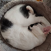 Pticoeur a rejoint le concours — aidez-le/la à gagner de superbes lots ! animal, black_and_white, cat, cozy, curled_up, cute, domestic_cat, ear, feline, fluffy, fur, home, indoor, paw, pet_bed, relaxed, resting, sleeping, tile_floor, whiskers