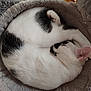 animal, black_and_white, cat, cozy, curled_up, cute, domestic_cat, ear, feline, fluffy, fur, home, indoor, paw, pet_bed, relaxed, resting, sleeping, tile_floor, whiskers